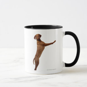 Vizsla hund mugg