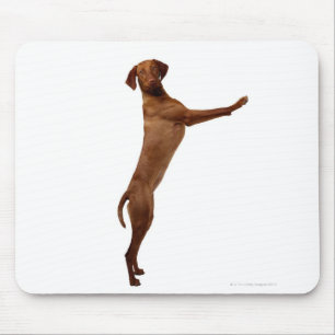 Vizsla hund musmatta