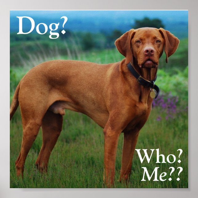 Vizsla, Hund? Poster (Framsidan)