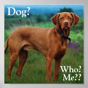 Vizsla - hund? , Vem? , Mig?? Poster
