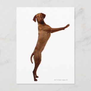 Vizsla Hund Vykort
