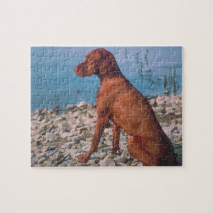 Vizsla hundpussel pussel