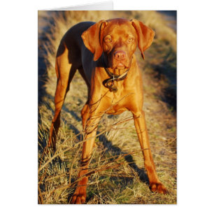 VIZSLA - I SOLEN HÄLSNINGSKORT