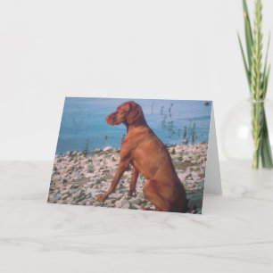 Vizsla Kort