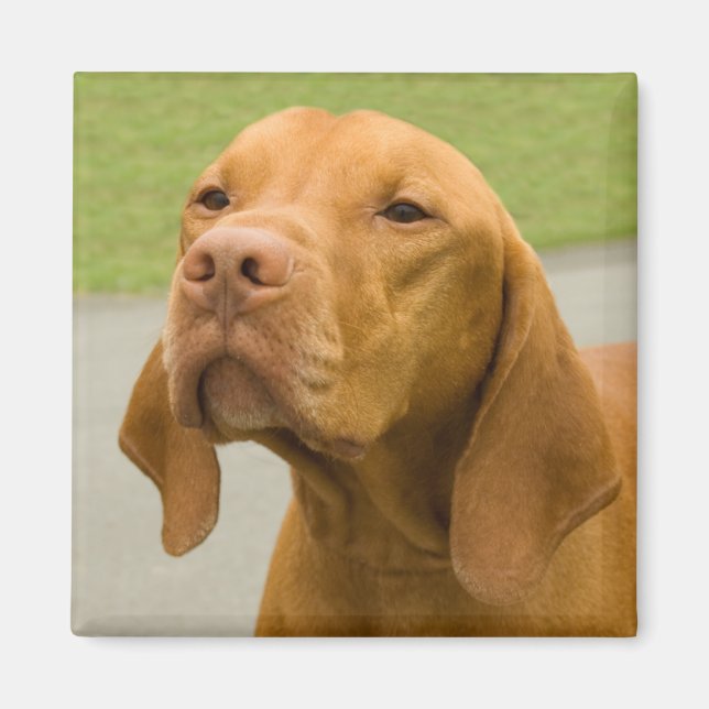 Vizsla Magnet (Framsidan)
