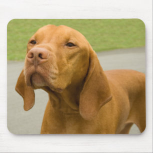 Vizsla Musmatta