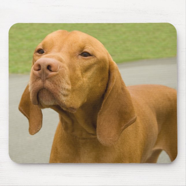 Vizsla Musmatta (Framsidan)