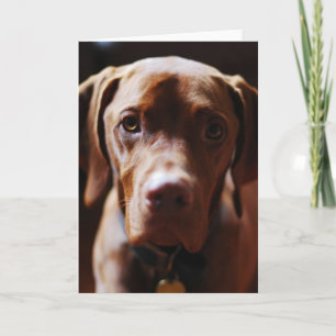 Vizsla - och dem appell det valpkärlek kort