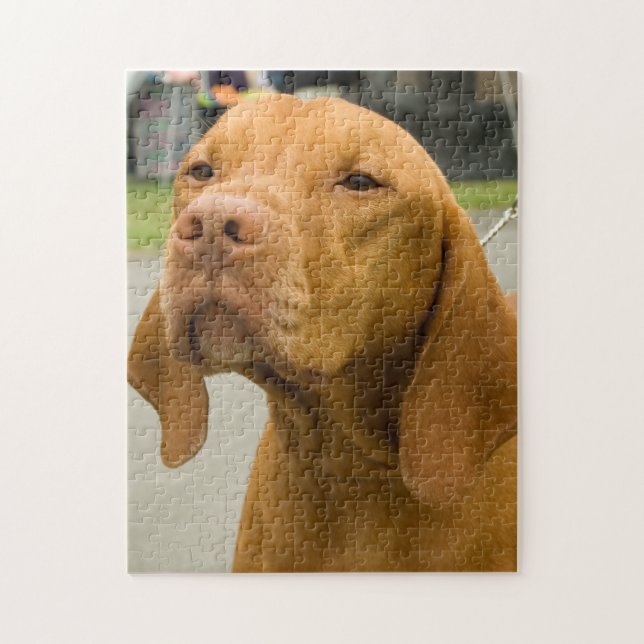 Vizsla Photo Jigszle Puzzle Pussel (Vertikal)