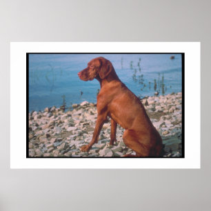 Vizsla Poster