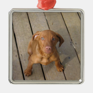 vizsla puppy julgransprydnad metall