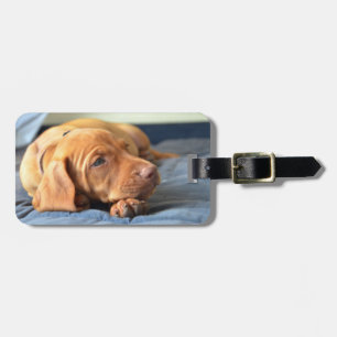 Vizsla Puppy på Tass Bagagebricka