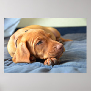 Vizsla Puppy på Tass Poster