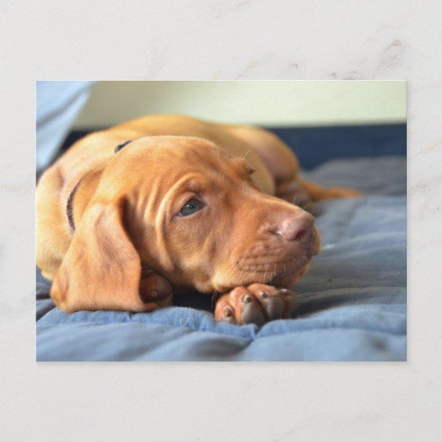 Vizsla Puppy på Tass Vykort (Framsida)