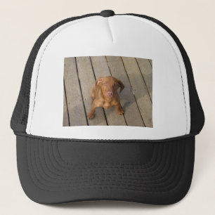 vizsla puppy truckerkeps
