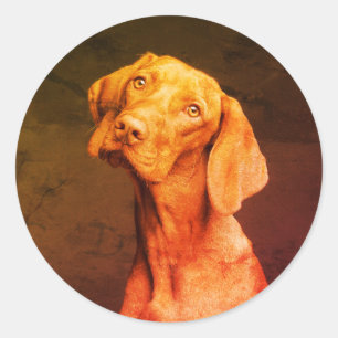 Vizsla Runt Klistermärke