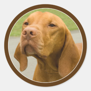 Vizsla Runt Klistermärke