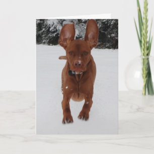 Vizsla - ser mitt öron stort? kort