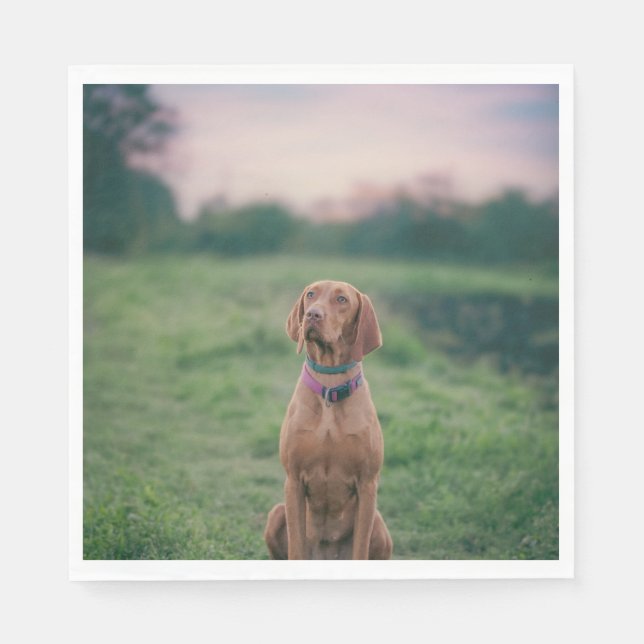 vizsla sitta pappersservett (Framsidan)
