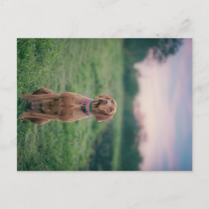 vizsla sitta vykort