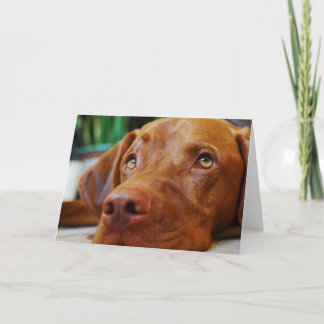 Vizsla - som är tänkande av dig kort