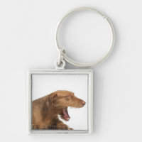 Vizsla som framme gäspar av mald vitbaksida