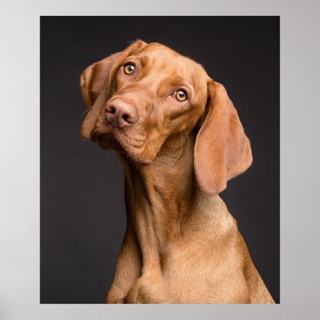 Vizsla Sport Hund Poster (Framsidan)