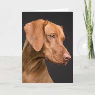 Vizsla Sport Hund Tack Kort