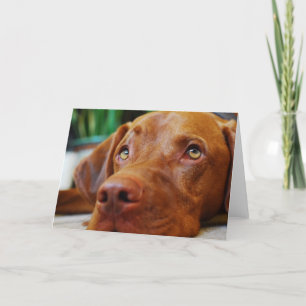 VIZSLA - tomt kort