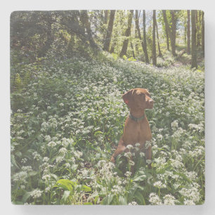 Vizsla Underlägg