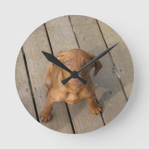 vizsla-valp rund klocka