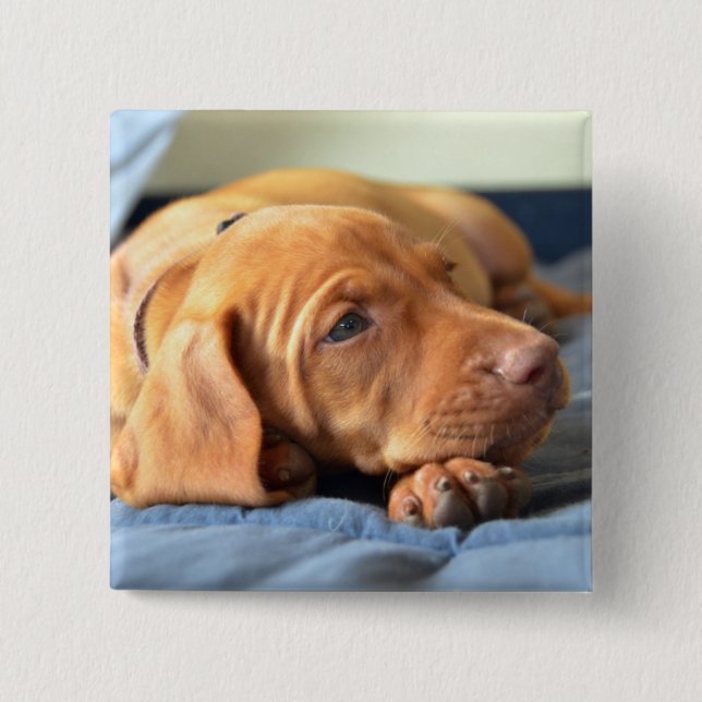 Vizsla valp som vilar på dess tass knapp (Framsida)