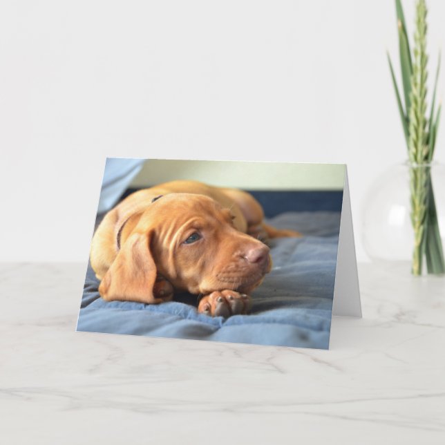 Vizsla valp som vilar på dess tass kort (Framsida)