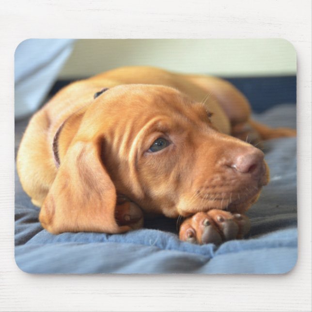 Vizsla valp som vilar på dess tass musmatta (Framsidan)