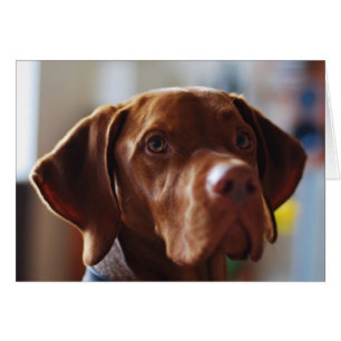 Vizsla - var är min morsa? hälsningskort