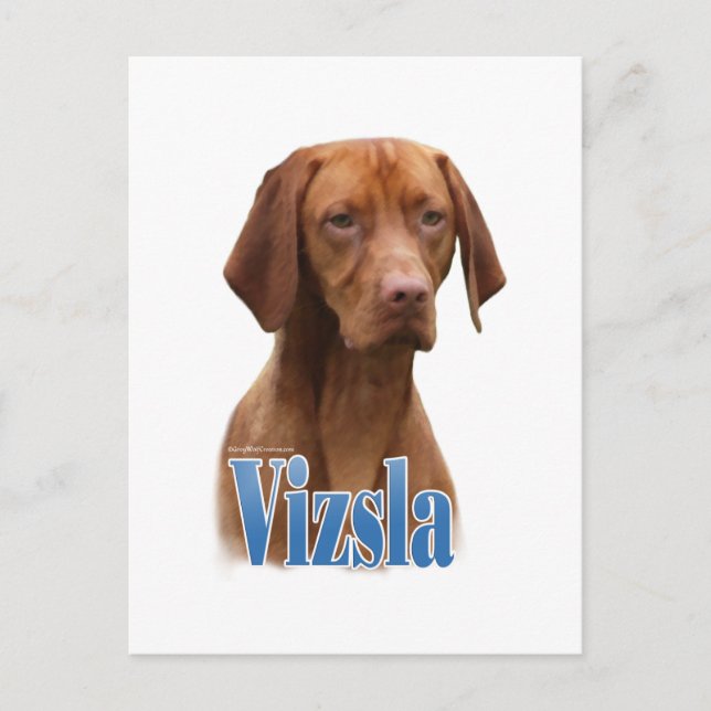 Vizsla, Vizsla Hund aveln, Vizsla hund, Vizsla Bre Vykort (Framsida)