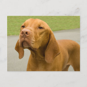 Vizsla Vykort