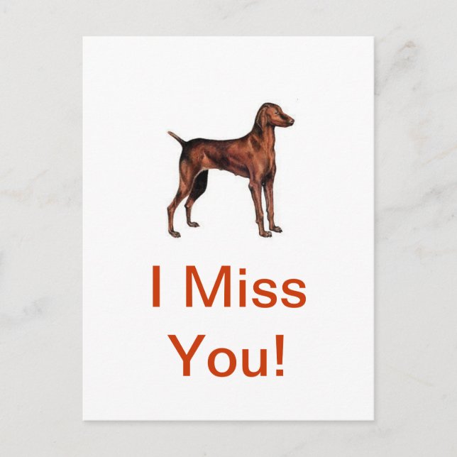 Vizsla Vykort (Framsida)