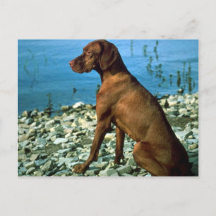 Vizsla Vykort