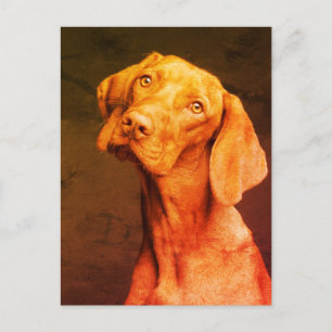 Vizsla Vykort