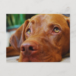 VIZSLA - vykort