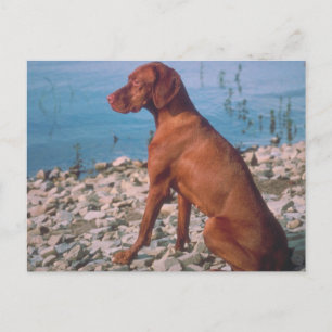 Vizsla Vykort