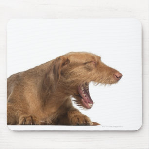 Vizsla yawning framför vit botten musmatta
