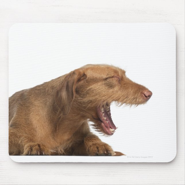 Vizsla yawning framför vit botten musmatta (Framsidan)
