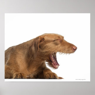 Vizsla yawning framför vit botten poster