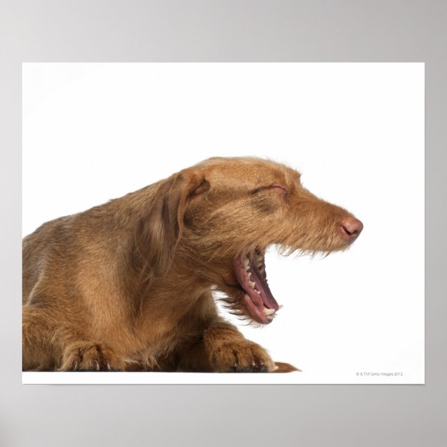 Vizsla yawning framför vit botten poster (Framsidan)
