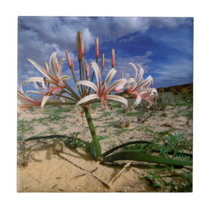 Vlei-lilja (Nerine Laticoma) i blomning Kakelplatta
