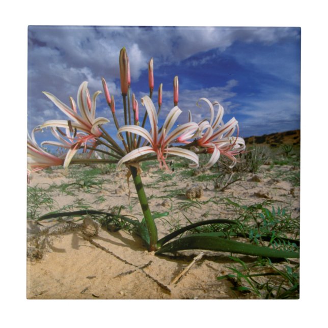 Vlei-lilja (Nerine Laticoma) i blomning Kakelplatta (Framsidan)