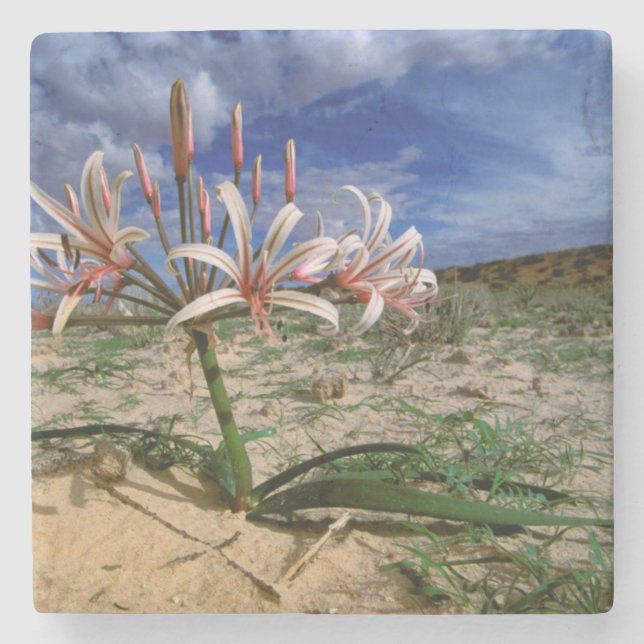 Vlei-lilja (Nerine Laticoma) i blomning Stenunderlägg (Framsidan)