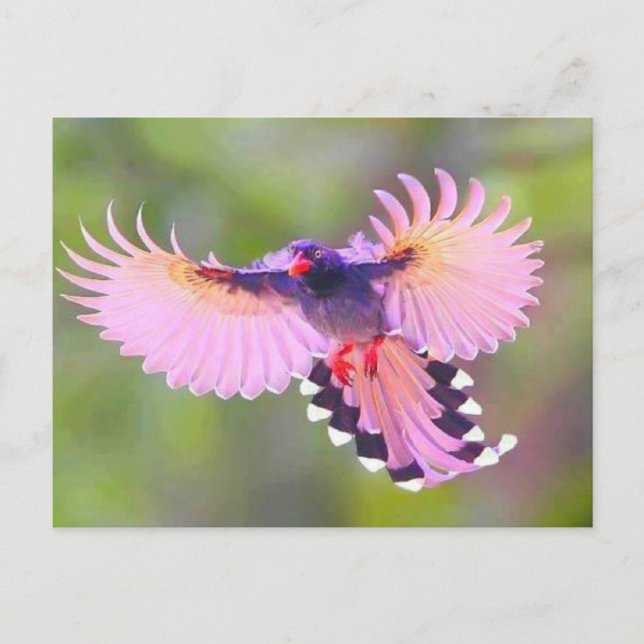 vogel vykort (Framsida)